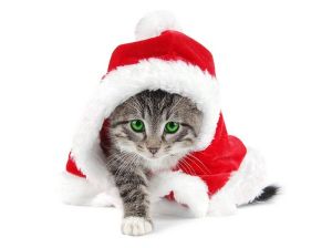 Christmas_tabby kitten in a Santa hat 09